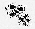 Galileo_CentralSunspot