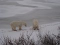 IMG_8008