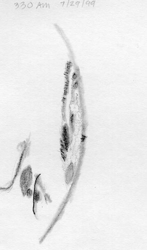 Mare Orientale sketch