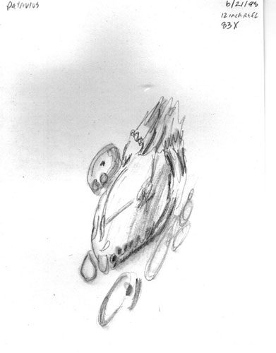 Petavius sketch