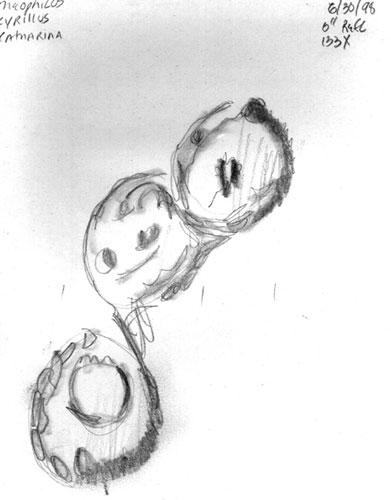 Theophilus, Cyrillus and Catharina